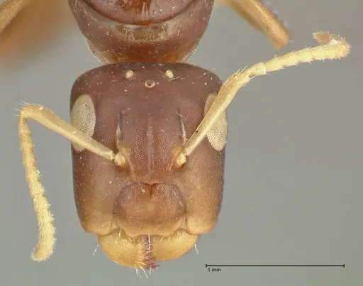 Camponotus impressilabris specimen FOCOL2275 image focol2275_2