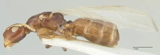 Camponotus impressilabris specimen FOCOL2275 image focol2275_3