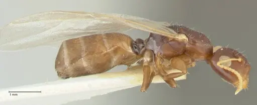 Camponotus impressilabris specimen FOCOL2275 image focol2275_4