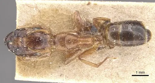 Camponotus improprius specimen CASENT0910662 image casent0910662_1