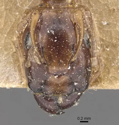 Camponotus improprius specimen CASENT0910662 image casent0910662_2