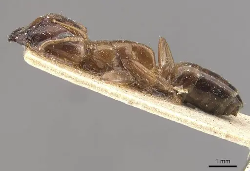 Camponotus improprius specimen CASENT0910662 image casent0910662_3
