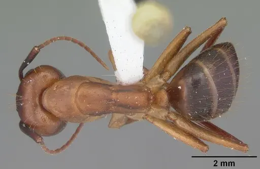 Camponotus inaequalis specimen CASENT0103716 image casent0103716_1
