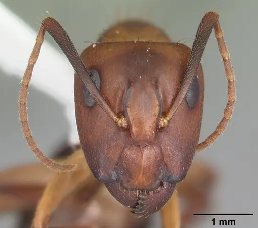 Camponotus inaequalis specimen CASENT0103716 image casent0103716_2