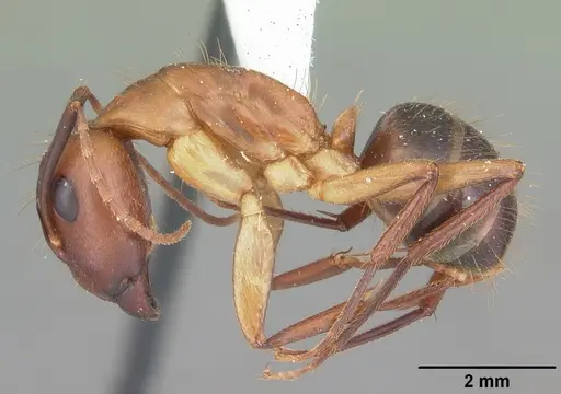 Camponotus inaequalis specimen CASENT0103716 image casent0103716_3