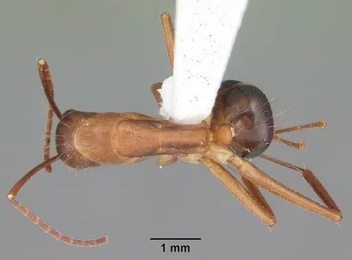 Camponotus inaequalis specimen CASENT0103717 image casent0103717_1