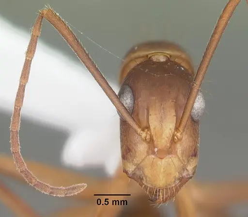 Camponotus inaequalis specimen CASENT0103717 image casent0103717_2