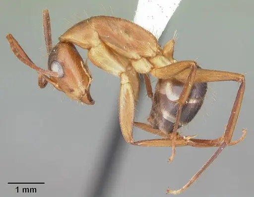 Camponotus inaequalis specimen CASENT0103717 image casent0103717_3