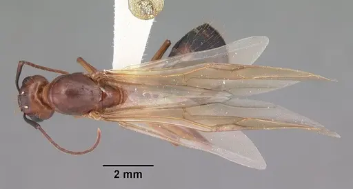 Camponotus inaequalis specimen CASENT0103719 image casent0103719_1