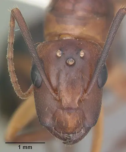 Camponotus inaequalis specimen CASENT0103719 image casent0103719_2
