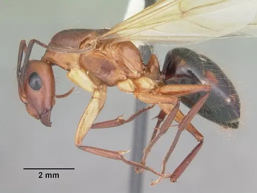 Camponotus inaequalis specimen CASENT0103719 image casent0103719_3