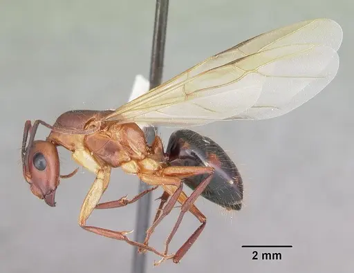 Camponotus inaequalis specimen CASENT0103719 image casent0103719_4