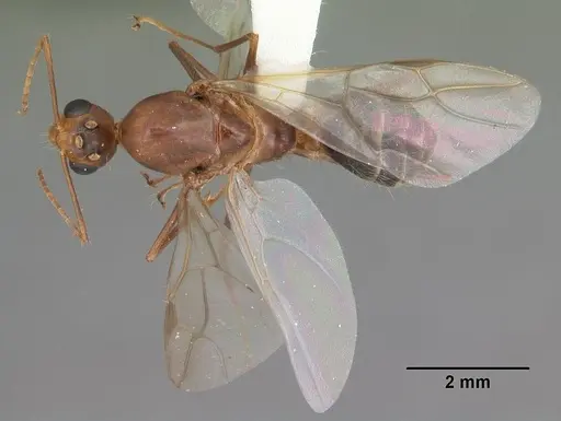 Camponotus inaequalis specimen CASENT0103720 image casent0103720_1