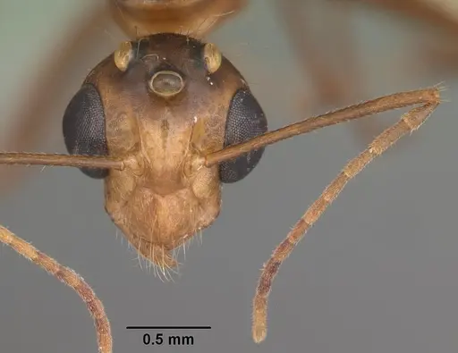 Camponotus inaequalis specimen CASENT0103720 image casent0103720_2