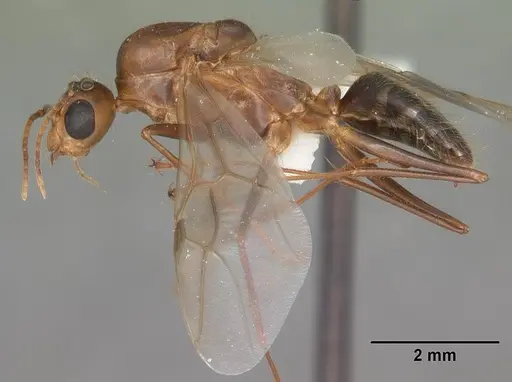 Camponotus inaequalis specimen CASENT0103720 image casent0103720_3