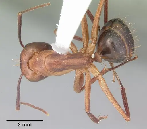 Camponotus inaequalis specimen CASENT0103721 image casent0103721_1