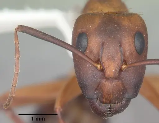 Camponotus inaequalis specimen CASENT0103721 image casent0103721_2