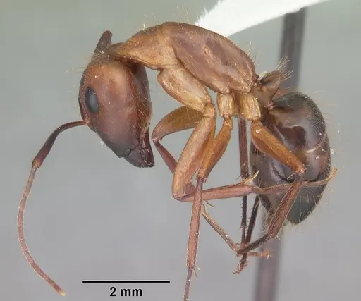 Camponotus inaequalis specimen CASENT0103721 image casent0103721_3