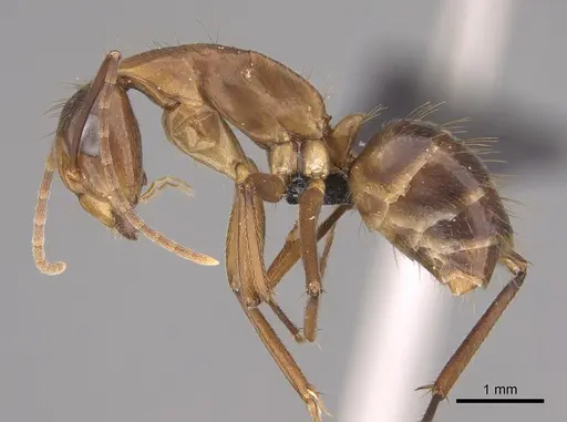 Camponotus inaequalis specimen CASENT0218847 image casent0218847_1