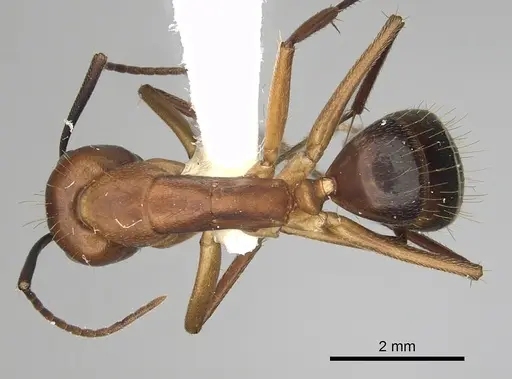 Camponotus inaequalis specimen CASENT0280041 image casent0280041_1