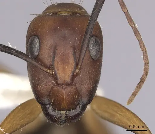 Camponotus inaequalis specimen CASENT0280041 image casent0280041_2
