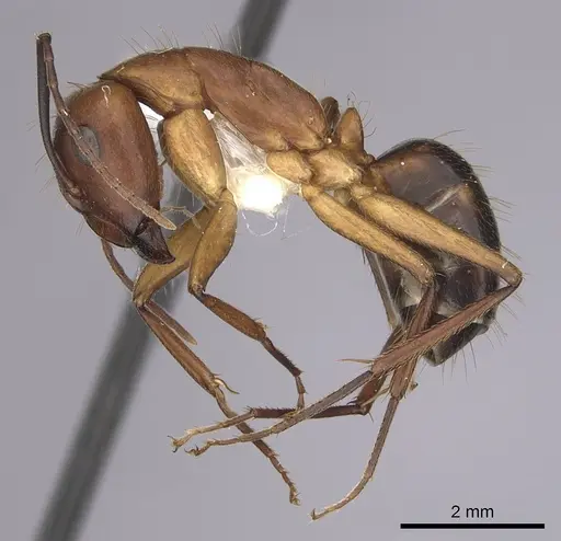 Camponotus inaequalis specimen CASENT0280041 image casent0280041_3