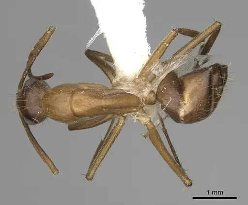 Camponotus inaequalis specimen CASENT0280042 image casent0280042_1