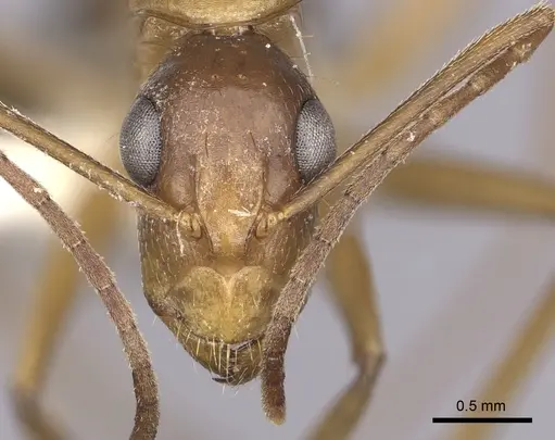 Camponotus inaequalis specimen CASENT0280042 image casent0280042_2