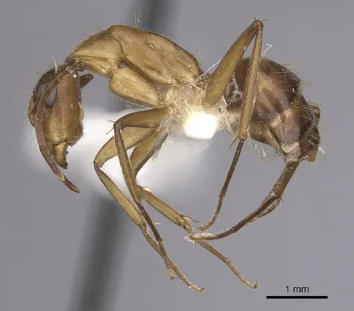 Camponotus inaequalis specimen CASENT0280042 image casent0280042_3