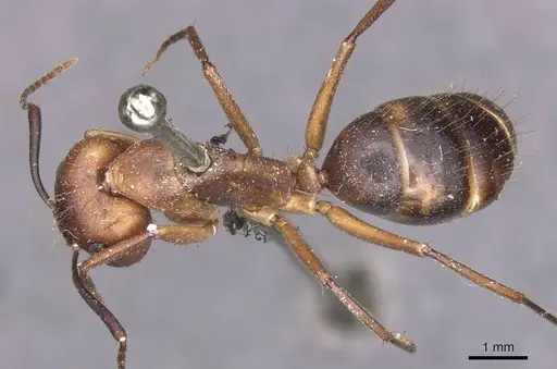 Camponotus inaequalis specimen CASENT0905263 image casent0905263_1