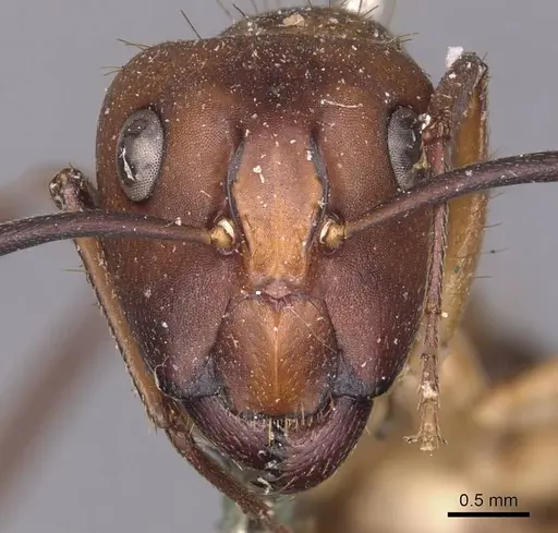 Camponotus inaequalis specimen CASENT0905263 image casent0905263_2