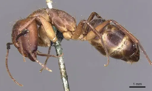 Camponotus inaequalis specimen CASENT0905263 image casent0905263_3