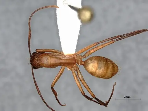 Camponotus inaequalis specimen JTLC000008151 image jtlc000008151_1