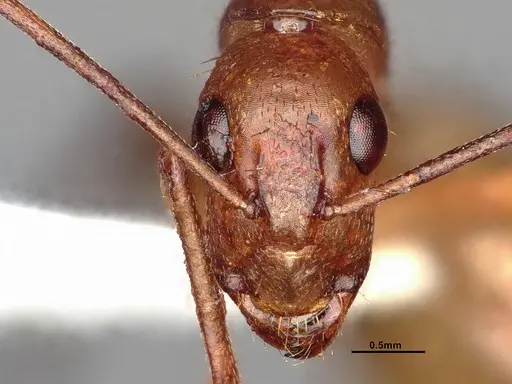 Camponotus inaequalis specimen JTLC000008151 image jtlc000008151_2