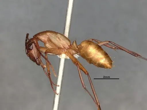 Camponotus inaequalis specimen JTLC000008151 image jtlc000008151_3