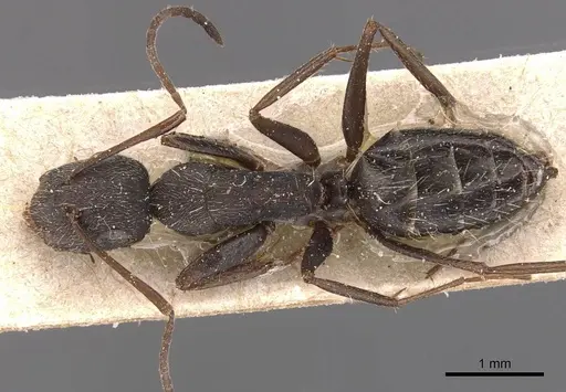 Camponotus inca specimen CASENT0905481 image casent0905481_1