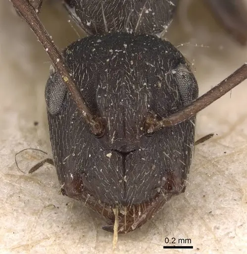 Camponotus inca specimen CASENT0905481 image casent0905481_2