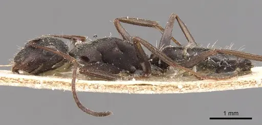 Camponotus inca specimen CASENT0905481 image casent0905481_3