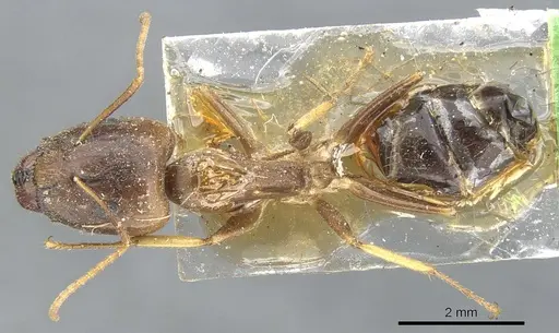 Camponotus inconspicuus specimen CASENT0903568 image casent0903568_1