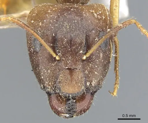 Camponotus inconspicuus specimen CASENT0903568 image casent0903568_2