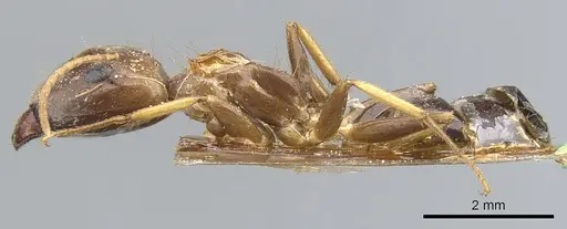 Camponotus inconspicuus specimen CASENT0903568 image casent0903568_3