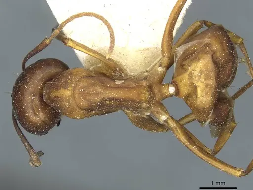 Camponotus indefinitus specimen CASENT0911955 image casent0911955_1