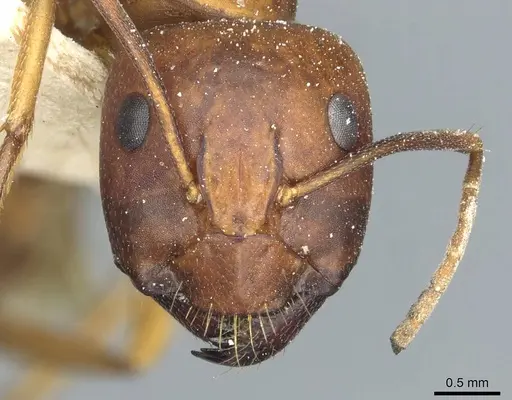 Camponotus indefinitus specimen CASENT0911955 image casent0911955_2