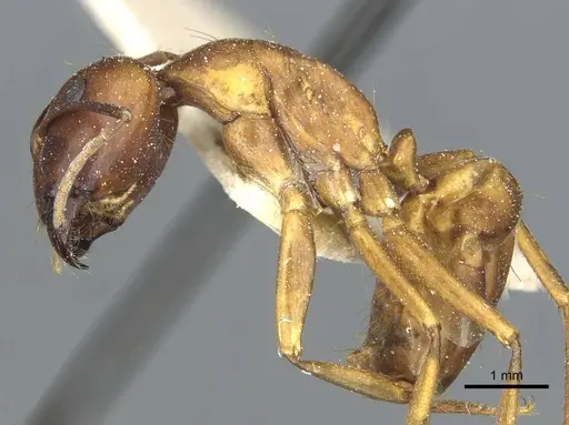 Camponotus indefinitus specimen CASENT0911955 image casent0911955_3