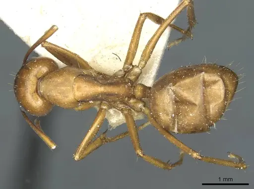 Camponotus indefinitus specimen CASENT0911956 image casent0911956_1