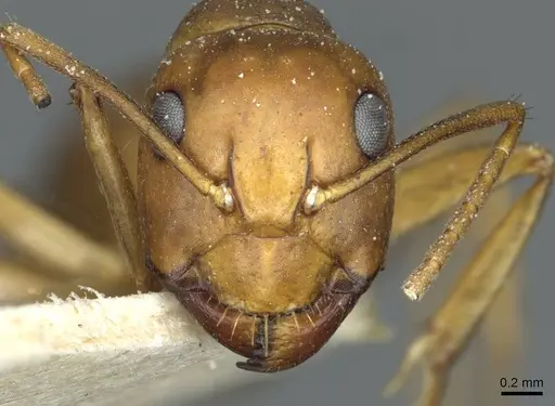 Camponotus indefinitus specimen CASENT0911956 image casent0911956_2