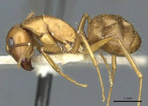 Camponotus indefinitus specimen CASENT0911956 image casent0911956_3