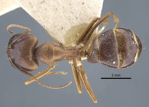 Camponotus indefinitus specimen CASENT0917151 image casent0917151_1