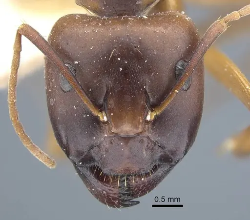 Camponotus indefinitus specimen CASENT0917151 image casent0917151_2
