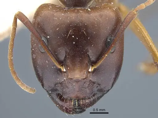 Camponotus indefinitus specimen CASENT0917151 image casent0917151_3